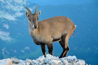 Ibex on Mali Triglav's ridge