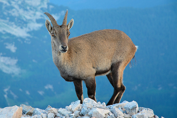Ibex on Mali Triglav's ridge