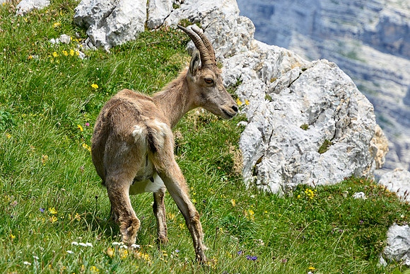 Ibex on Bovski Gamsovec's south ridge