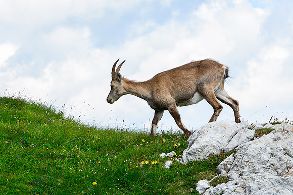 Ibex on Bovski Gamsovec's south ridge