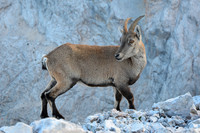 Ibex on Mali Triglav's ridge