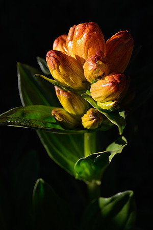 Spotted gentian