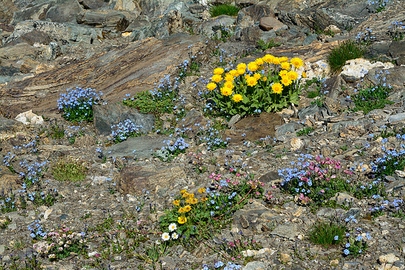 Alpine wildflowers