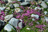 Alpine wildflowers