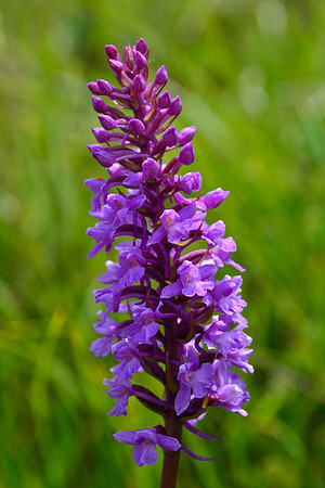 Fragrant orchid (Gymnadenia conopsea)