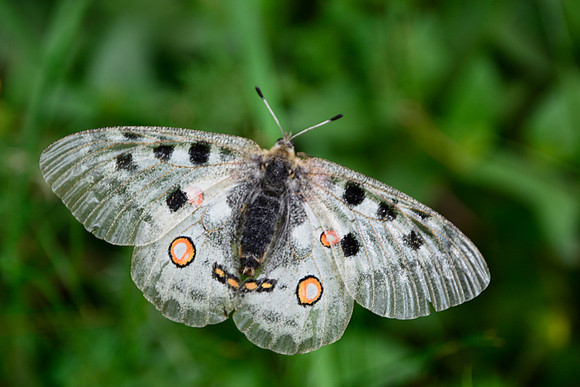 Apollo butterfly