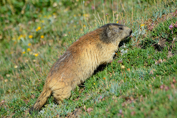 Marmot