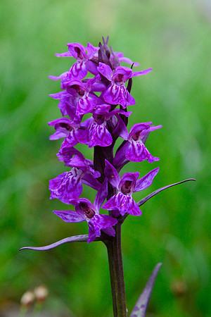 Orchid (Dactylorhiza)