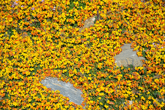 Alpine wildflowers