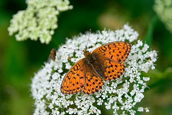 Mountain fritillary butterfly