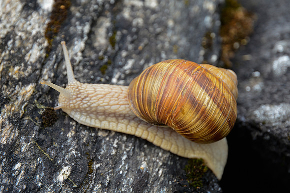 Roman snail