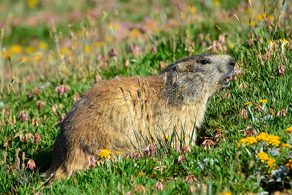 Marmot