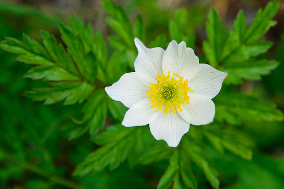 Alpine anemone