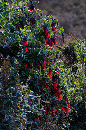Fuschia