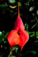 Veitch's masdevallia (Masdevallia veitchiana)
