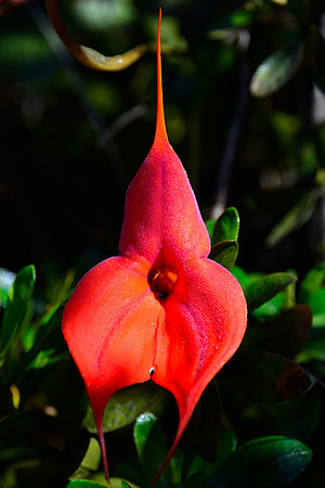 Veitch's masdevallia (Masdevallia veitchiana)