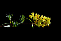Slipper flower (Calceolaria sp.)