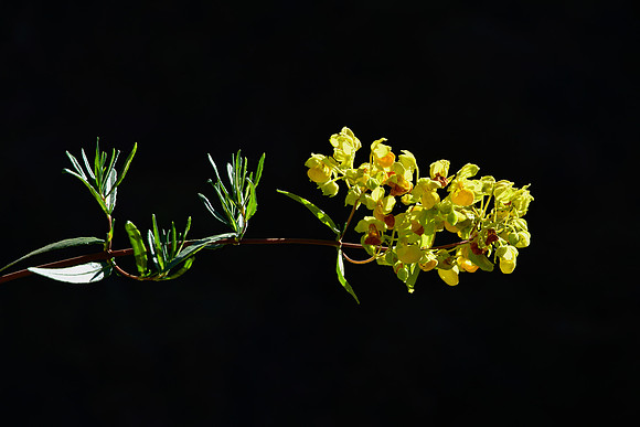 Slipper flower (Calceolaria sp.)