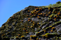 Bromeliads on the slopes near Tarayoq