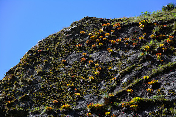 Bromeliads on the slopes near Tarayoq