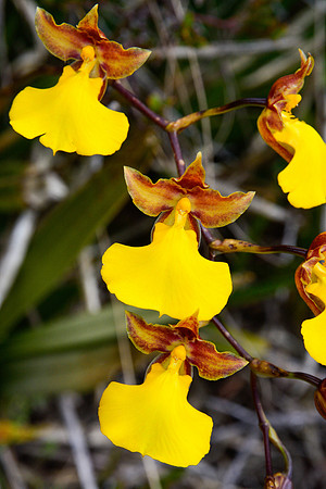 Dancing lady orchid (Oncidium sp.)