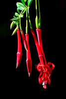 Fuschia