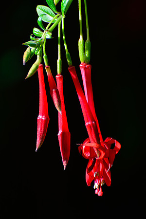 Fuschia