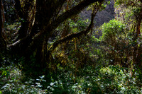 Jungle vegetation on the climb to Warmihuañusca Pass