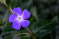 Periwinkle