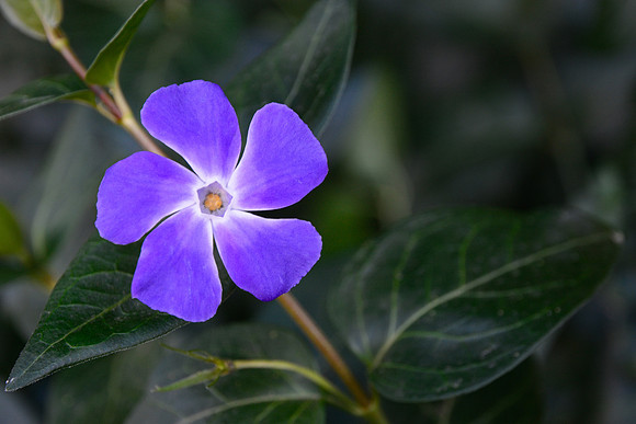 Periwinkle