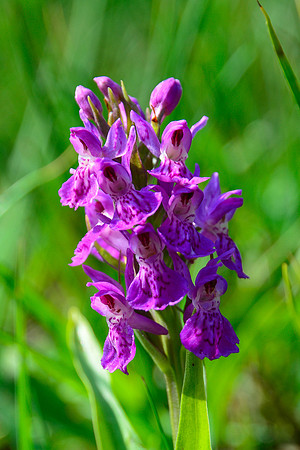Orchid, Isle of Jura