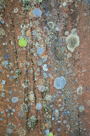Lichen on a gravestone at Kilnave Chapel, Isle of Islay