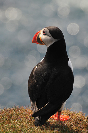 Atlantic puffin, Hermaness National Nature Reserve, Isle of Unst, Shetland