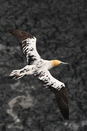 Immature northern gannet, Noss National Nature Reserve, Isle of Noss, Shetland