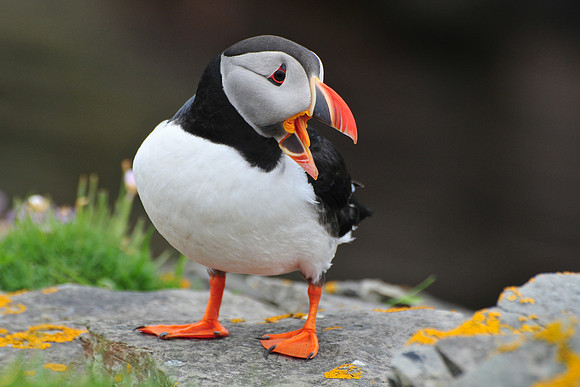 Atlantic puffin, Noss National Nature Reserve, Isle of Noss, Shetland