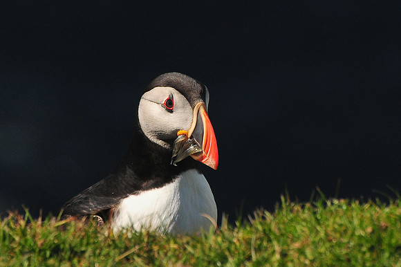 Atlantic puffin, Hermaness National Nature Reserve, Isle of Unst, Shetland