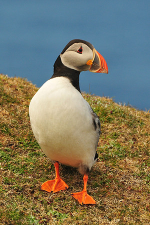 Atlantic puffin, Hermaness National Nature Reserve, Isle of Unst, Shetland