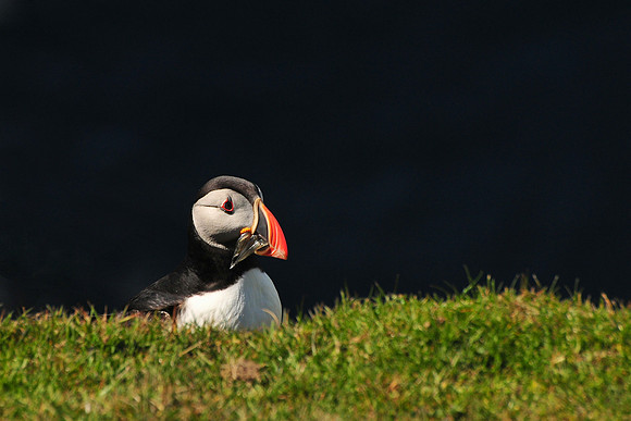 Atlantic puffin, Hermaness National Nature Reserve, Isle of Unst, Shetland
