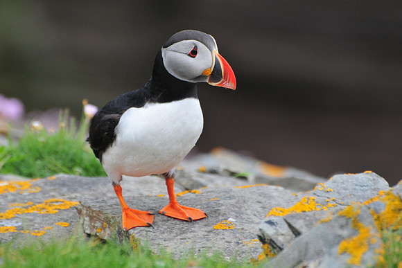 Atlantic puffin, Noss National Nature Reserve, Isle of Noss, Shetland