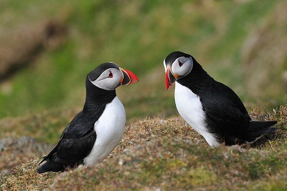 Atlantic puffin, Hermaness National Nature Reserve, Isle of Unst, Shetland