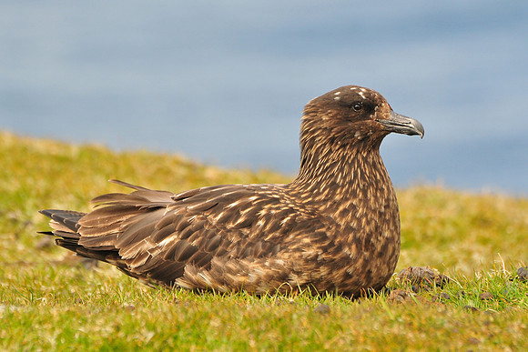 Great skua, Hermaness National Nature Reserve, Isle of Unst, Shetland