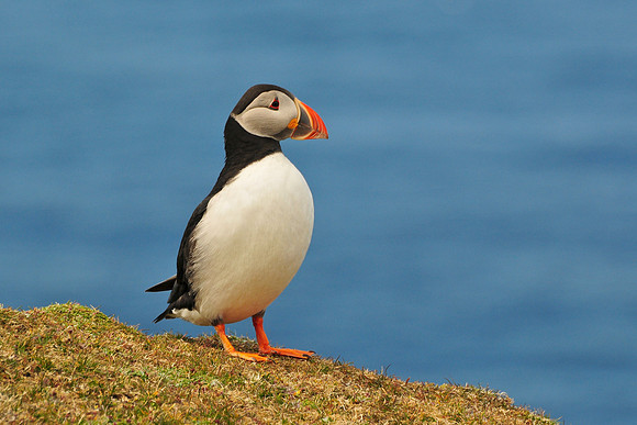 Atlantic puffin, Hermaness National Nature Reserve, Isle of Unst, Shetland