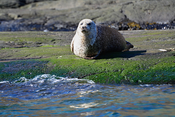 Common Seal, Loch Scavaig, Isle of Skye