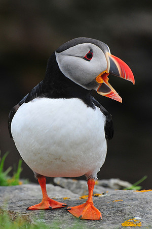 Atlantic puffin, Noss National Nature Reserve, Isle of Noss, Shetland