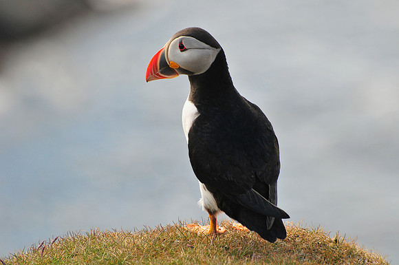 Atlantic puffin, Hermaness National Nature Reserve, Isle of Unst, Shetland