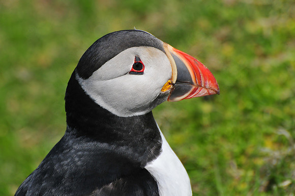 Atlantic puffin, Hermaness National Nature Reserve, Isle of Unst, Shetland