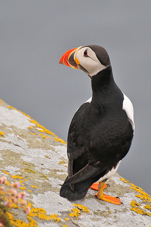 Atlantic puffin, Noss National Nature Reserve, Isle of Noss, Shetland