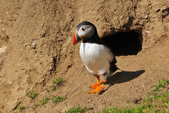 Atlantic puffin leaving its burrow, Hermaness National Nature Reserve, Isle of Unst, Shetland