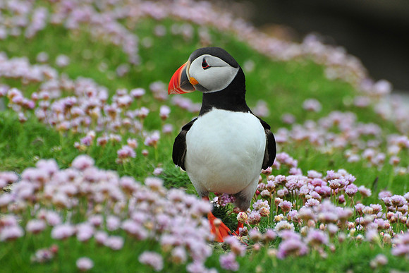 Atlantic puffin, Noss National Nature Reserve, Isle of Noss, Shetland