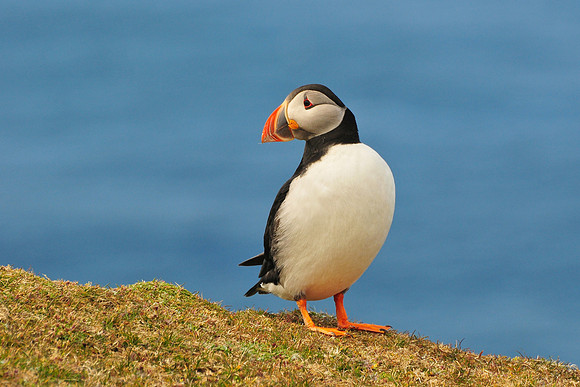 Atlantic puffin, Hermaness National Nature Reserve, Isle of Unst, Shetland